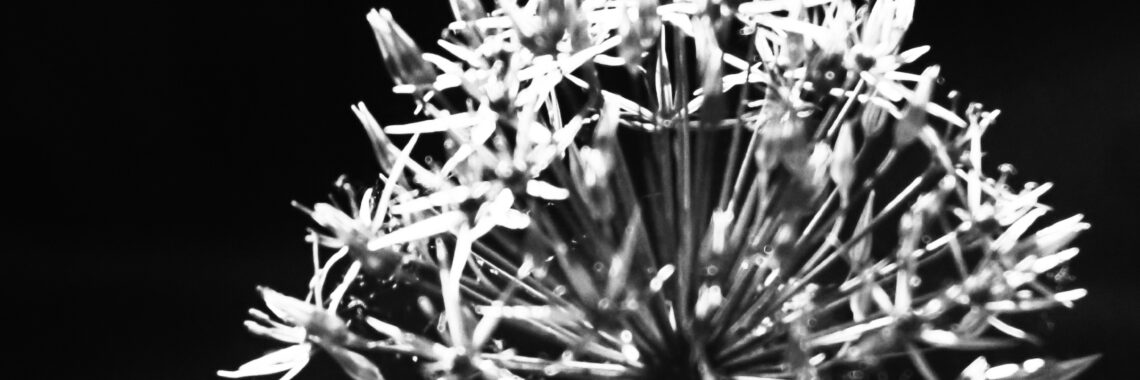 In Bloom