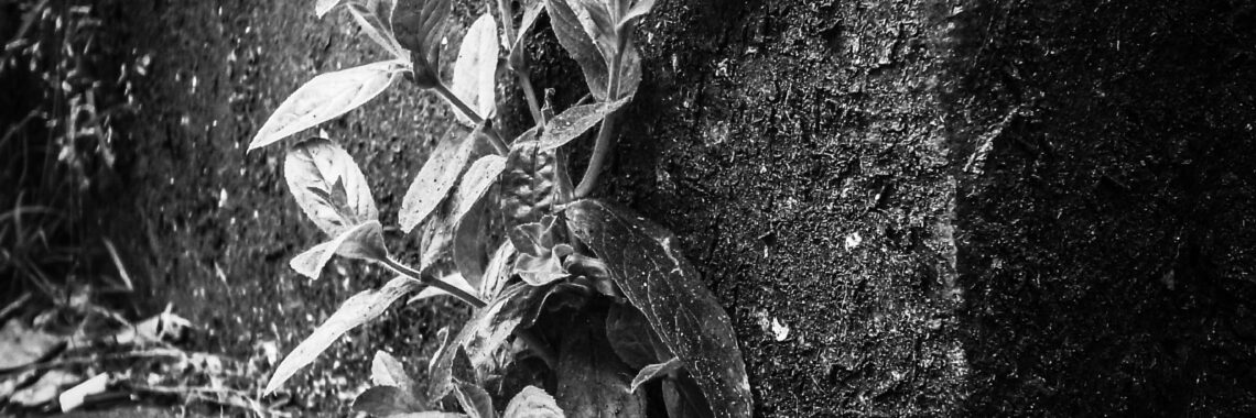 A plant that’s trying