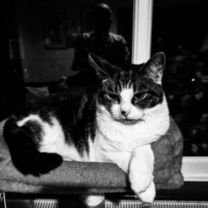 A Pet Judging Me